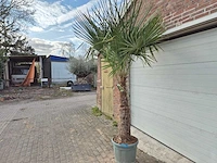 Chinese waaierpalm xxl - trachycarpus fortunei - stamhoogte 80-100 cm - hoogte ca. 250 cm - afbeelding 4 van  4