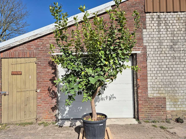 Citroenboom - citrus limon - hoogte ca. 300 cm - afbeelding 1 van  3
