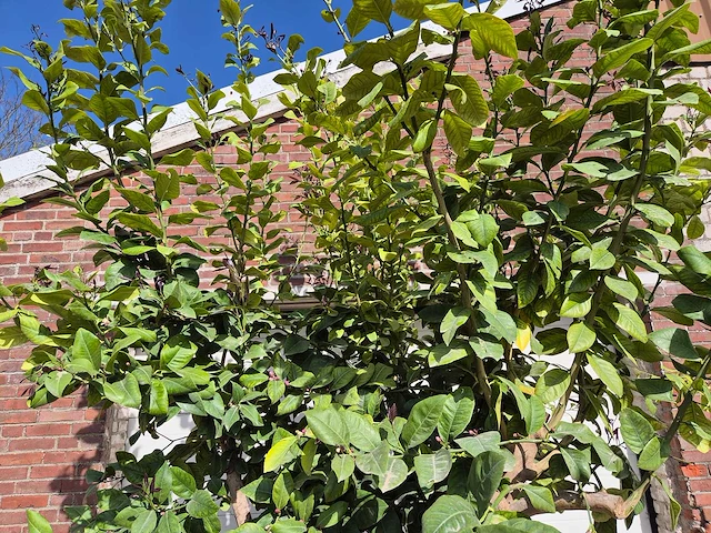 Citroenboom - citrus limon - hoogte ca. 300 cm - afbeelding 2 van  3