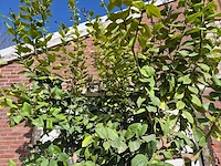 Citroenboom - citrus limon - hoogte ca. 300 cm - afbeelding 2 van  3