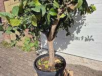 Citroenboom - citrus limon - hoogte ca. 300 cm - afbeelding 3 van  3