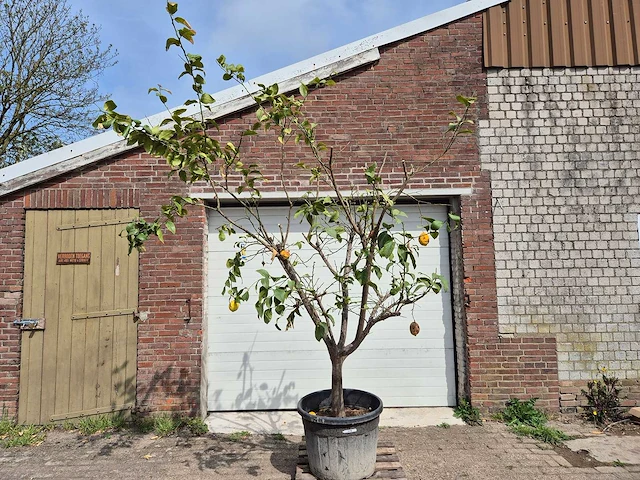 Citroenboom - citrus limon - hoogte ca. 300 cm - afbeelding 1 van  4