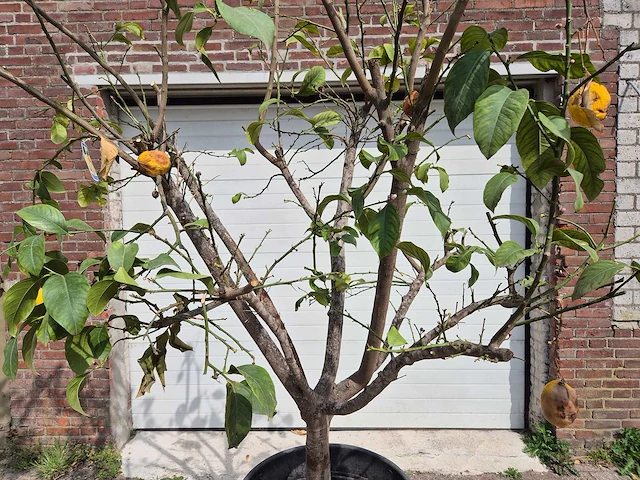Citroenboom - citrus limon - hoogte ca. 300 cm - afbeelding 2 van  4