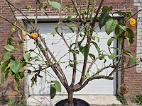 Citroenboom - citrus limon - hoogte ca. 300 cm - afbeelding 2 van  4