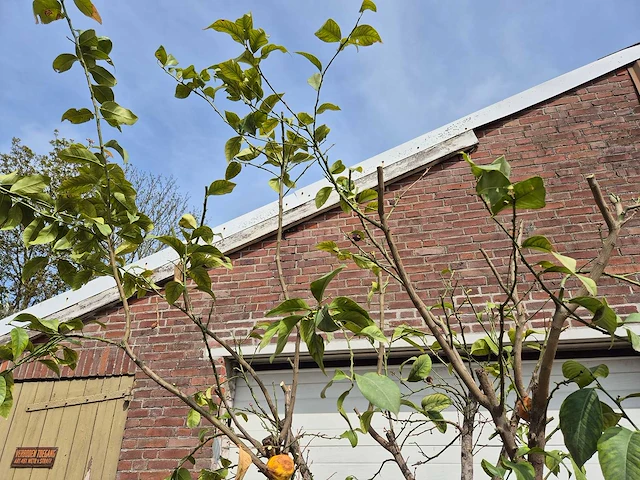 Citroenboom - citrus limon - hoogte ca. 300 cm - afbeelding 3 van  4