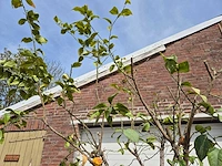 Citroenboom - citrus limon - hoogte ca. 300 cm - afbeelding 3 van  4