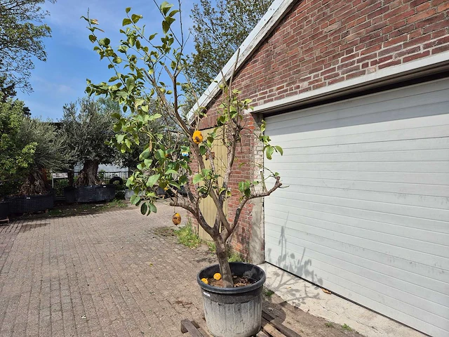 Citroenboom - citrus limon - hoogte ca. 300 cm - afbeelding 4 van  4