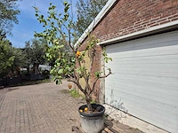 Citroenboom - citrus limon - hoogte ca. 300 cm - afbeelding 4 van  4