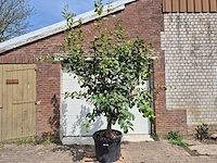 Citroenboom - citrus limon - hoogte ca. 300 cm - afbeelding 1 van  7