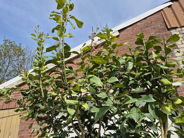 Citroenboom - citrus limon - hoogte ca. 300 cm - afbeelding 3 van  7
