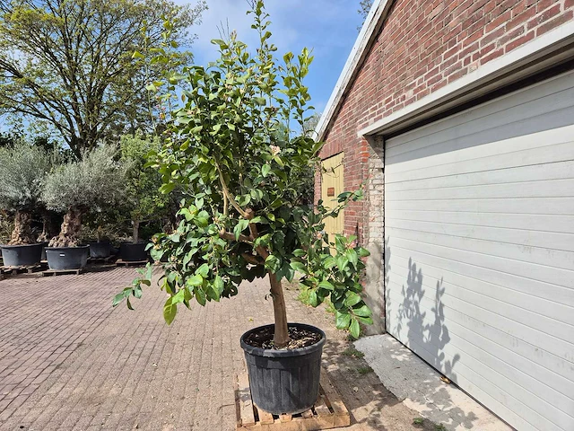 Citroenboom - citrus limon - hoogte ca. 300 cm - afbeelding 4 van  7