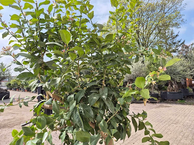 Citroenboom - citrus limon - hoogte ca. 300 cm - afbeelding 5 van  7