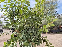 Citroenboom - citrus limon - hoogte ca. 300 cm - afbeelding 5 van  7