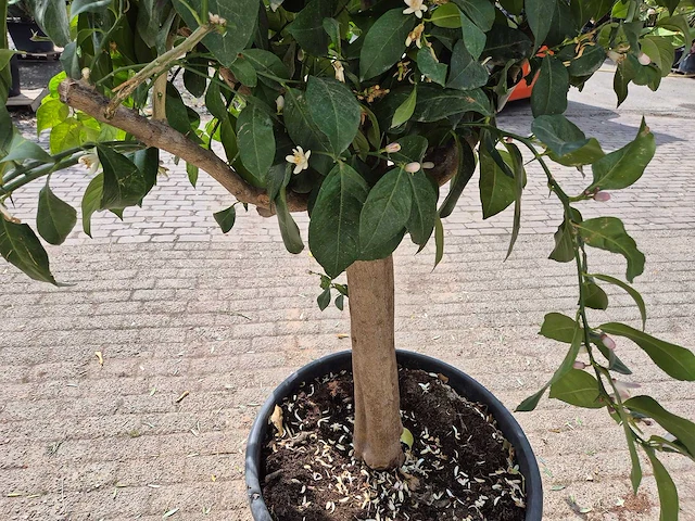 Citroenboom - citrus limon - hoogte ca. 300 cm - afbeelding 6 van  7
