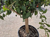 Citroenboom - citrus limon - hoogte ca. 300 cm - afbeelding 6 van  7