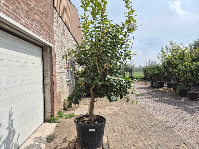 Citroenboom - citrus limon - hoogte ca. 300 cm - afbeelding 7 van  7