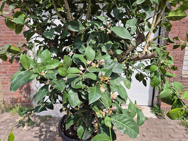 Citroenboom - citrus limon - hoogte ca. 300 cm - afbeelding 2 van  7