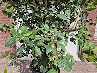 Citroenboom - citrus limon - hoogte ca. 300 cm - afbeelding 2 van  7