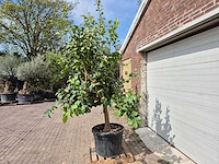 Citroenboom - citrus limon - hoogte ca. 300 cm - afbeelding 4 van  7