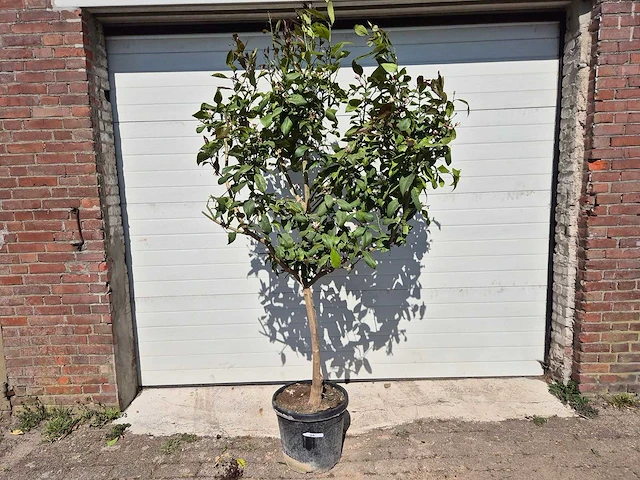 Citroenboom - citrus limon - vrucht- / fruitboom - hoogte ca. 200 cm - afbeelding 1 van  3