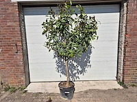 Citroenboom - citrus limon - vrucht- / fruitboom - hoogte ca. 200 cm - afbeelding 1 van  3