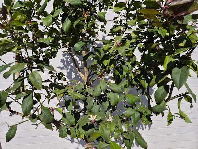 Citroenboom - citrus limon - vrucht- / fruitboom - hoogte ca. 200 cm - afbeelding 2 van  3