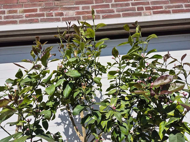 Citroenboom - citrus limon - vrucht- / fruitboom - hoogte ca. 200 cm - afbeelding 3 van  3