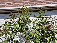 Citroenboom - citrus limon - vrucht- / fruitboom - hoogte ca. 200 cm - afbeelding 3 van  3