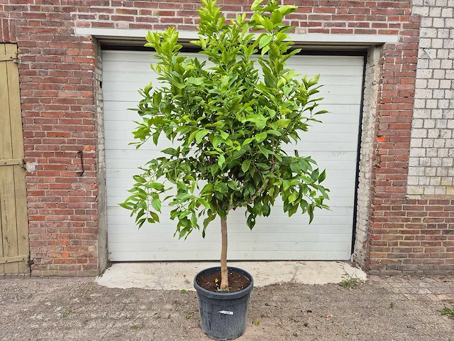 Citroenboom - citrus limon - vrucht- / fruitboom - hoogte ca. 200 cm - afbeelding 1 van  3