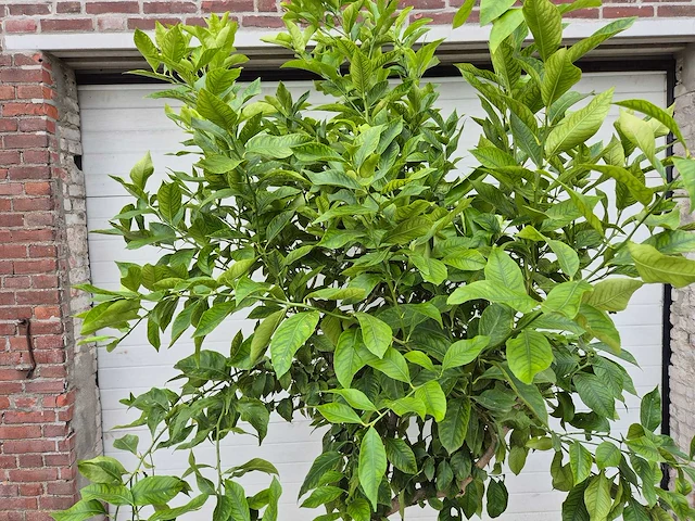 Citroenboom - citrus limon - vrucht- / fruitboom - hoogte ca. 200 cm - afbeelding 2 van  3