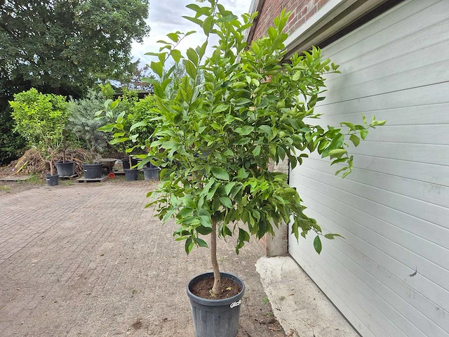 Citroenboom - citrus limon - vrucht- / fruitboom - hoogte ca. 200 cm - afbeelding 3 van  3