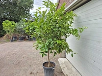 Citroenboom - citrus limon - vrucht- / fruitboom - hoogte ca. 200 cm - afbeelding 3 van  3