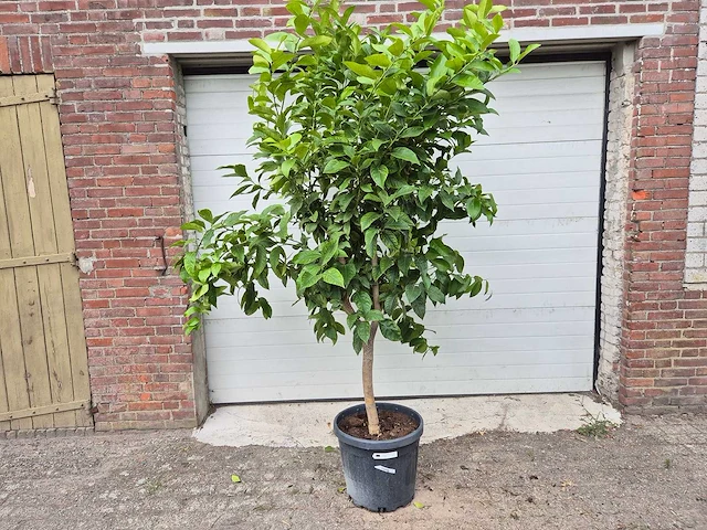 Citroenboom - citrus limon - vrucht- / fruitboom - hoogte ca. 200 cm - afbeelding 1 van  4
