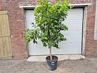 Citroenboom - citrus limon - vrucht- / fruitboom - hoogte ca. 200 cm - afbeelding 1 van  4