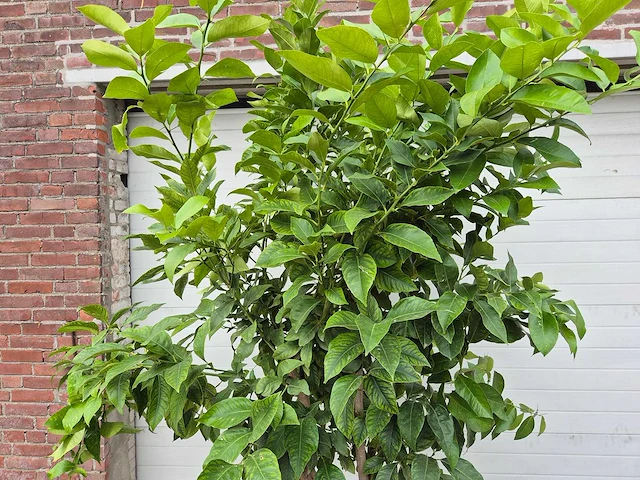 Citroenboom - citrus limon - vrucht- / fruitboom - hoogte ca. 200 cm - afbeelding 2 van  4