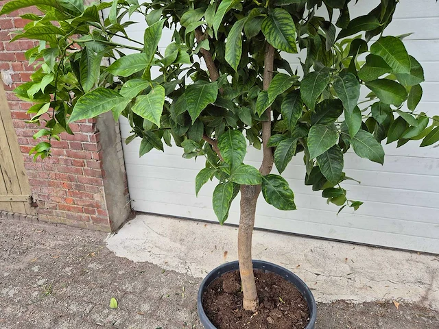 Citroenboom - citrus limon - vrucht- / fruitboom - hoogte ca. 200 cm - afbeelding 3 van  4