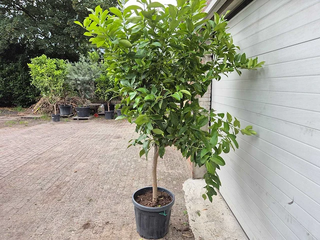 Citroenboom - citrus limon - vrucht- / fruitboom - hoogte ca. 200 cm - afbeelding 4 van  4