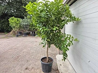 Citroenboom - citrus limon - vrucht- / fruitboom - hoogte ca. 200 cm - afbeelding 4 van  4