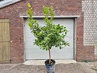 Citroenboom - citrus limon - vrucht- / fruitboom - hoogte ca. 200 cm - afbeelding 1 van  4