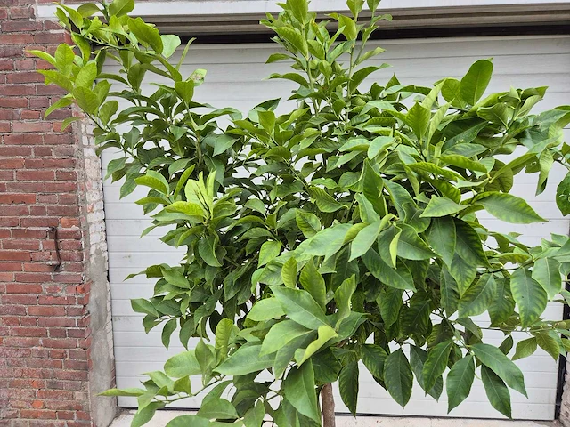 Citroenboom - citrus limon - vrucht- / fruitboom - hoogte ca. 200 cm - afbeelding 2 van  4