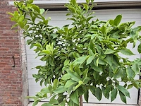 Citroenboom - citrus limon - vrucht- / fruitboom - hoogte ca. 200 cm - afbeelding 2 van  4