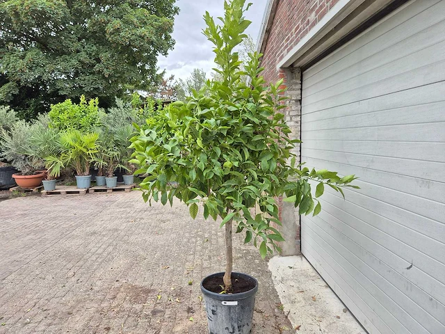 Citroenboom - citrus limon - vrucht- / fruitboom - hoogte ca. 200 cm - afbeelding 3 van  4