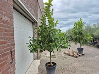 Citroenboom - citrus limon - vrucht- / fruitboom - hoogte ca. 200 cm - afbeelding 4 van  4