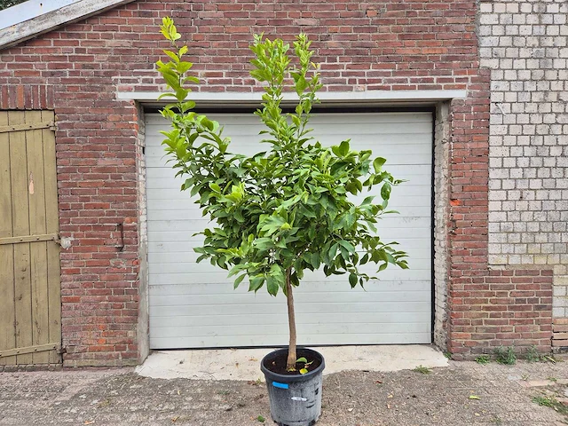 Citroenboom - citrus limon - vrucht- / fruitboom - hoogte ca. 200 cm - afbeelding 1 van  4
