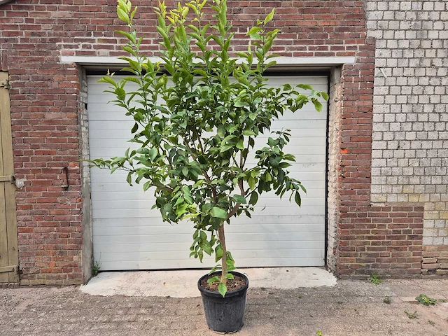 Citroenboom - citrus limon - vrucht- / fruitboom - hoogte ca. 220 cm - afbeelding 1 van  3