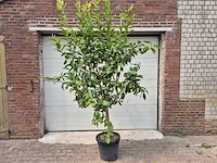 Citroenboom - citrus limon - vrucht- / fruitboom - hoogte ca. 220 cm - afbeelding 1 van  3
