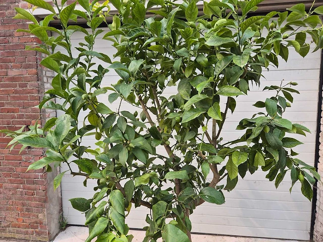 Citroenboom - citrus limon - vrucht- / fruitboom - hoogte ca. 220 cm - afbeelding 2 van  3