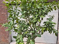 Citroenboom - citrus limon - vrucht- / fruitboom - hoogte ca. 220 cm - afbeelding 2 van  3