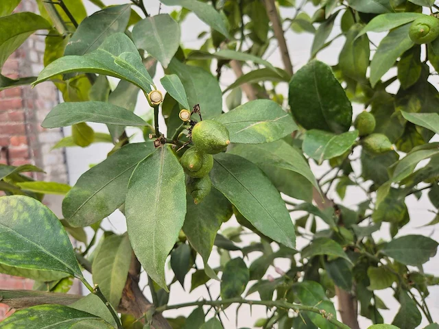 Citroenboom - citrus limon - vrucht- / fruitboom - hoogte ca. 220 cm - afbeelding 3 van  3