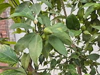 Citroenboom - citrus limon - vrucht- / fruitboom - hoogte ca. 220 cm - afbeelding 3 van  3